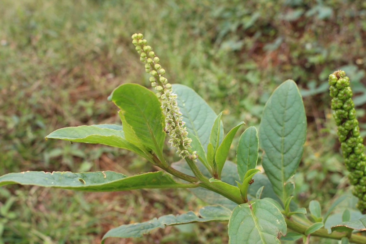 Phytolacca octandra L.